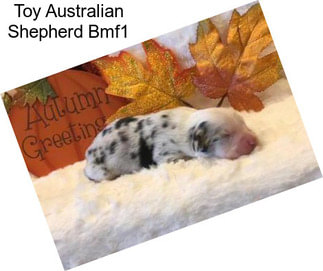 Toy Australian Shepherd Bmf1