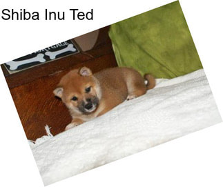 Shiba Inu Ted