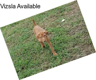 Vizsla Available