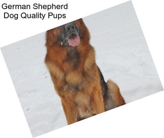 German Shepherd Dog Quality Pups