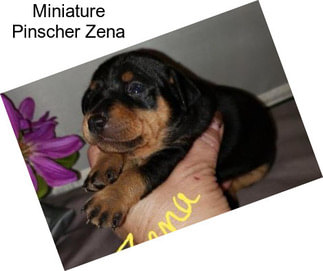 Miniature Pinscher Zena