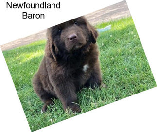 Newfoundland Baron