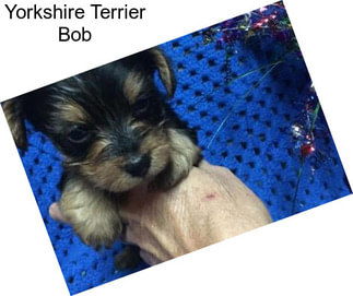 Yorkshire Terrier Bob