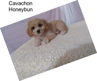 Cavachon Honeybun