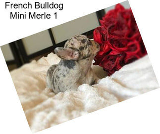 French Bulldog Mini Merle 1