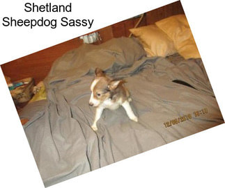 Shetland Sheepdog Sassy