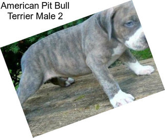 American Pit Bull Terrier Male 2