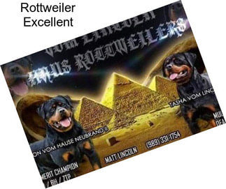 Rottweiler Excellent