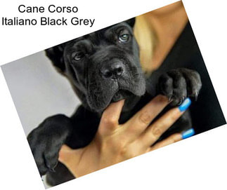 Cane Corso Italiano Black Grey