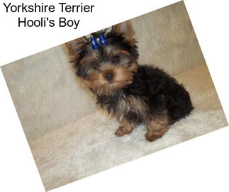 Yorkshire Terrier Hooli\'s Boy