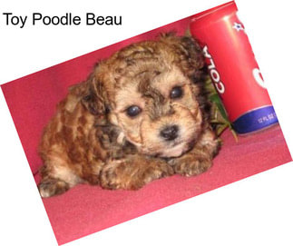 Toy Poodle Beau