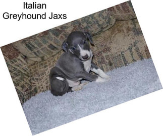 Italian Greyhound Jaxs