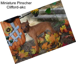 Miniature Pinscher Clifford-akc