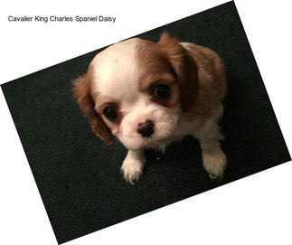 Cavalier King Charles Spaniel Daisy