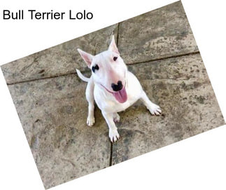 Bull Terrier Lolo