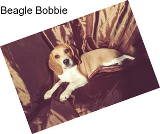 Beagle Bobbie