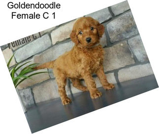 Goldendoodle Female C 1