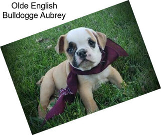 Olde English Bulldogge Aubrey