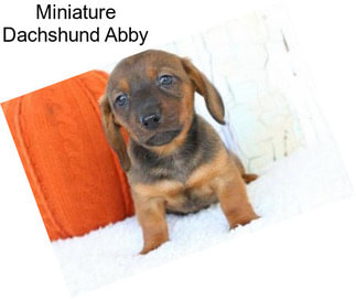 Miniature Dachshund Abby