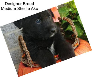 Designer Breed Medium Shellie Akc