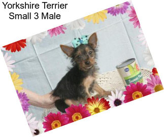 Yorkshire Terrier Small 3 Male