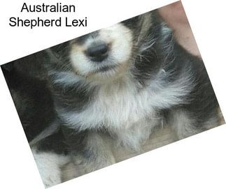 Australian Shepherd Lexi