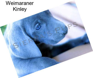 Weimaraner Kinley