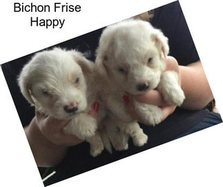 Bichon Frise Happy