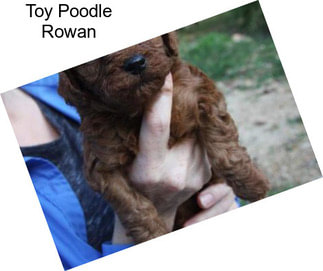 Toy Poodle Rowan