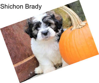 Shichon Brady