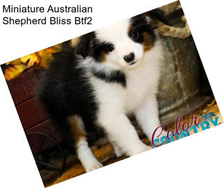 Miniature Australian Shepherd Bliss Btf2