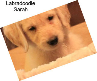 Labradoodle Sarah