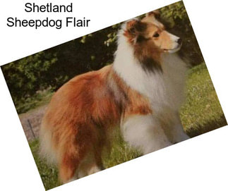 Shetland Sheepdog Flair