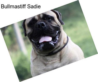 Bullmastiff Sadie