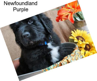 Newfoundland Purple