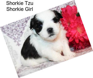 Shorkie Tzu Shorkie Girl