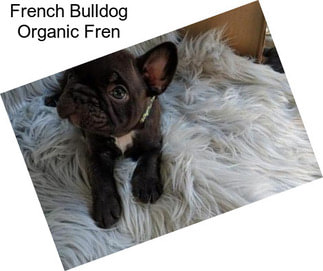 French Bulldog Organic Fren