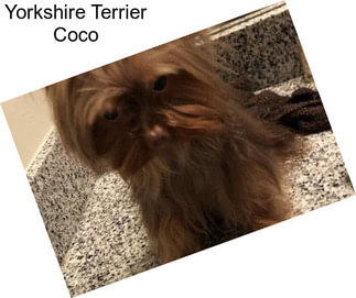 Yorkshire Terrier Coco