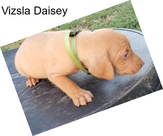 Vizsla Daisey