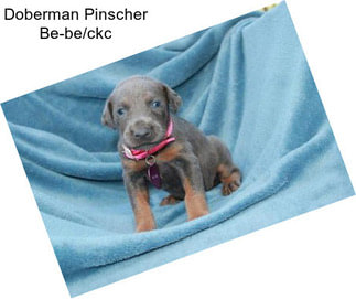 Doberman Pinscher Be-be/ckc