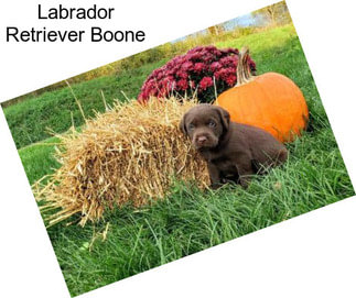 Labrador Retriever Boone