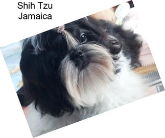 Shih Tzu Jamaica