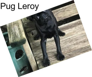 Pug Leroy