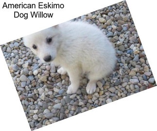 American Eskimo Dog Willow
