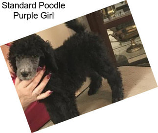 Standard Poodle Purple Girl