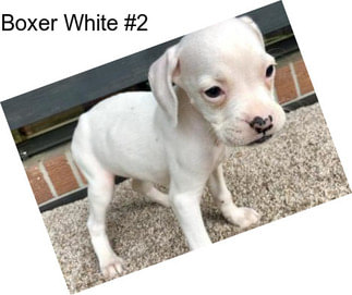 Boxer White #2