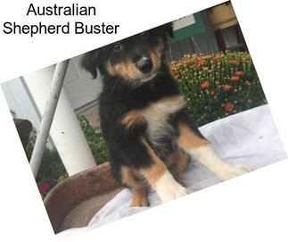 Australian Shepherd Buster