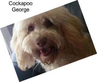 Cockapoo George