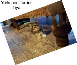 Yorkshire Terrier Tiya