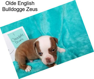 Olde English Bulldogge Zeus